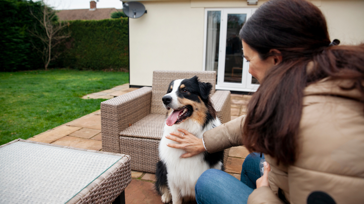 pet friendly apartments near me